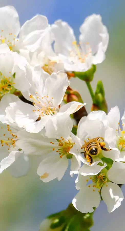 Pollen polyfloral dynamisé – complément alimentaire