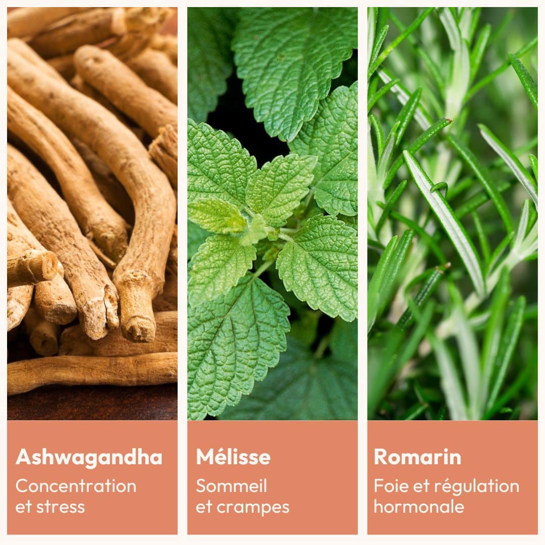 Ashwagandha, mélisse et romarin, les trois plantes d’Équilibre féminin